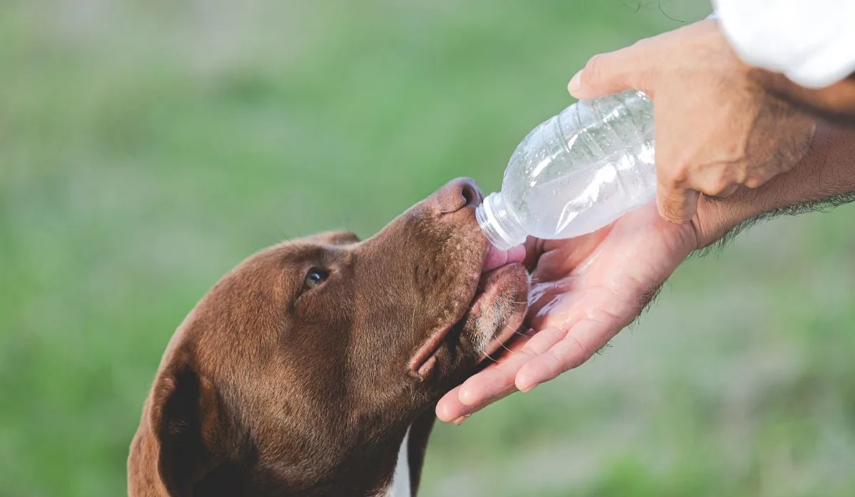 Super El Niño: Vitória prepara reforço de hidratação e cuidados com idosos e animais
