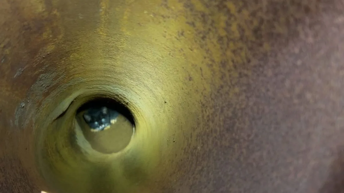 Gatinho filhote cai em tubo metálico enferrujado de 3 metros, machuca as patas para tentar fugir e termina acolhido pela pessoa que atendeu o resgate
