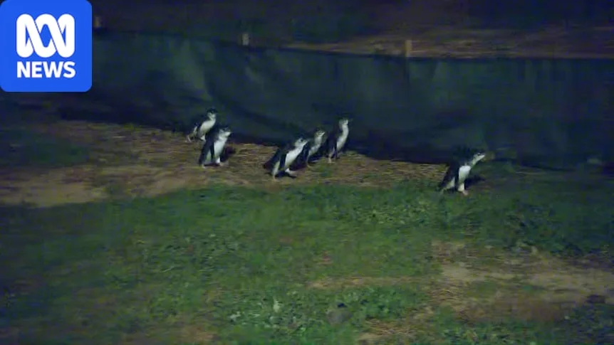 Penguin bird flu vaccination drive passes 1,000-dose milestone