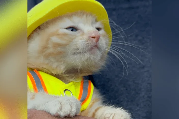 Kitten rescued from Komatsu machine joins construction crew that saved her