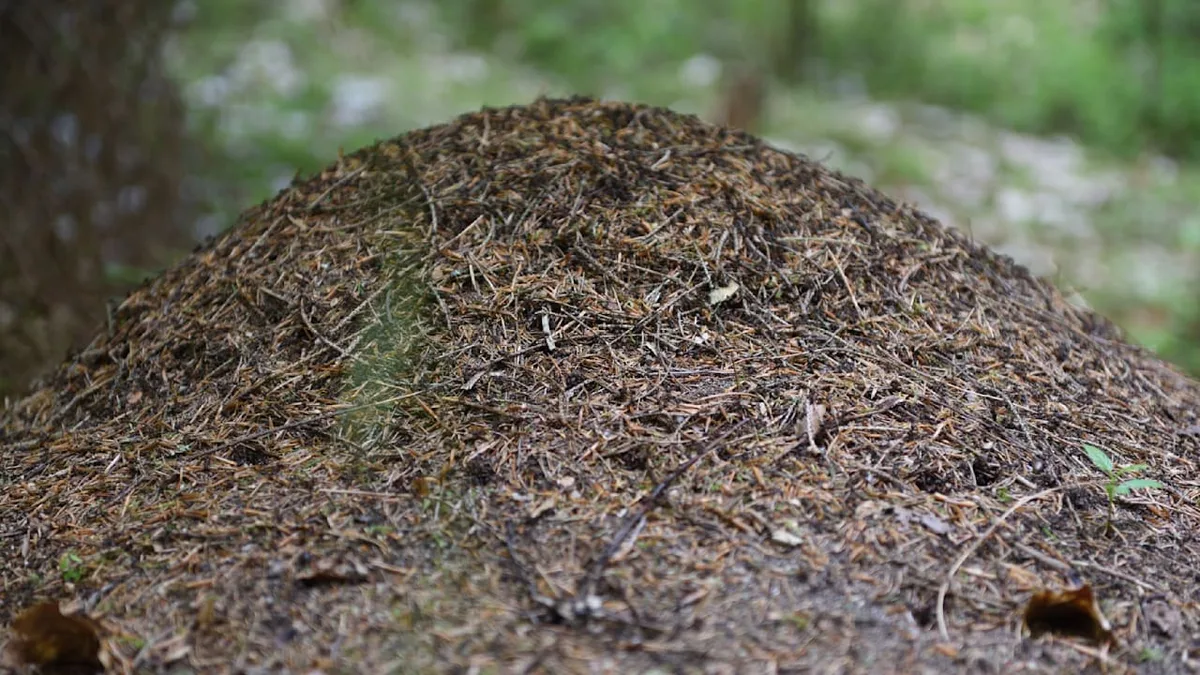 Insekten im Garten - Warum man Ameisenhaufen nicht beseitigen darf