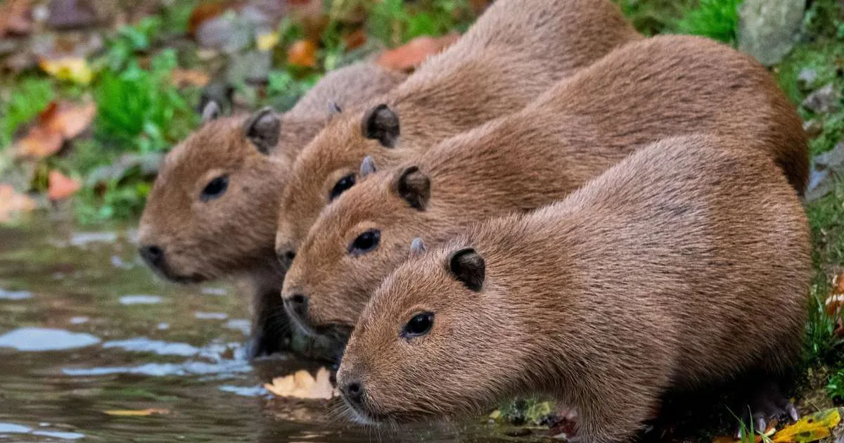 Por que as capivaras comem o próprio cocô? Entenda hábito curioso
