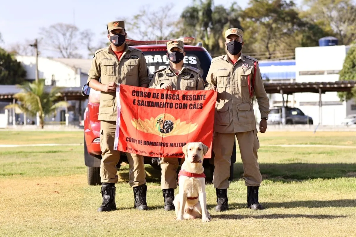 Cão bombeiro Fênix morre em Goiás após anos de missões no Brasil