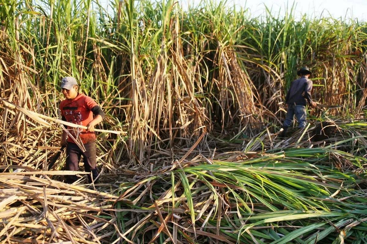 Cañicultores exigen un alto en importaciones de azúcar