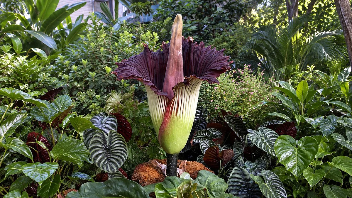 Flor-cadáver, o titã vegetal que caiu nas boas graças do mundo