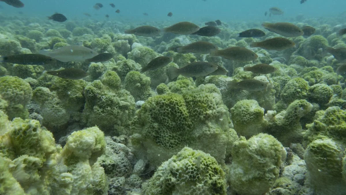 Ecologists urge scientists and policymakers to study imminent ‘Super’ El Niño to prepare for the future
