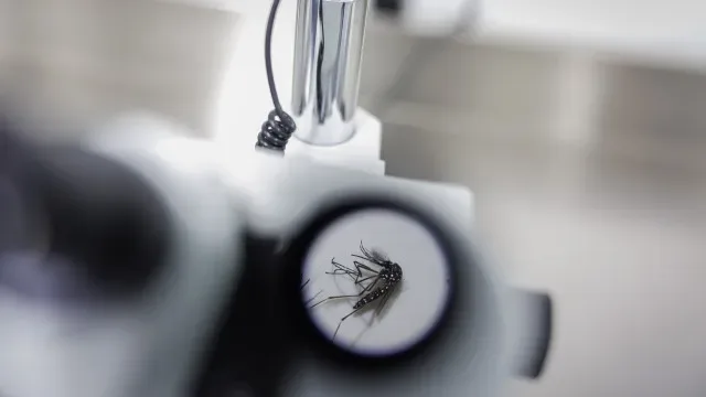 Mosquito transmissor do dengue, zika e chikungunya em Castelo Branco