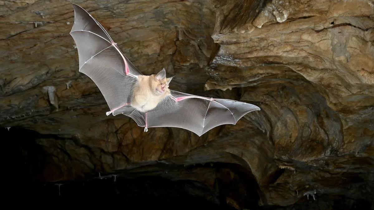 Earth's first bats didn't come from where we thought, landmark genetic study reveals