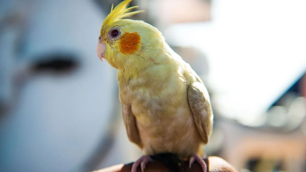 Vogel-Diebstahl: Sieben Nymphensittiche aus Käfig in Garten gestohlen