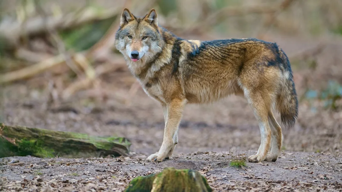 Horror im Italien-Urlaub - Wolf soll deutsche Touristen (12, 52) verletzt haben