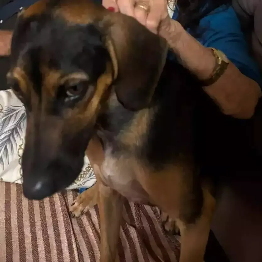 Família procura Brat, cão que escapou pelo portão e sumiu