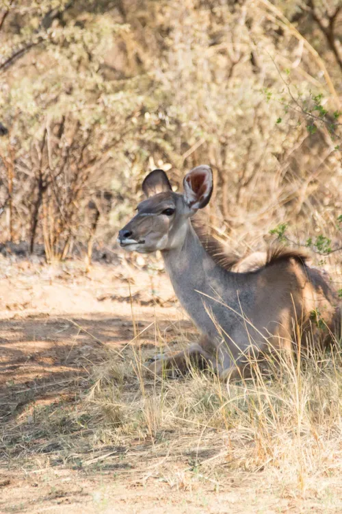 Addo Elephant Park confirms foot-and-mouth disease
