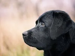"Mord in der Toskana": Mit Hund muss man keine Angst vor der Scheidung haben