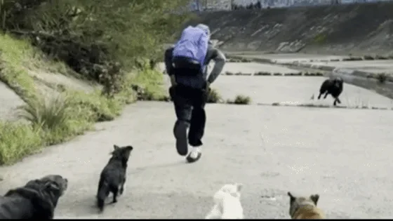 Teenager arrested over alleged attempted sexual assault after dogs defend owners