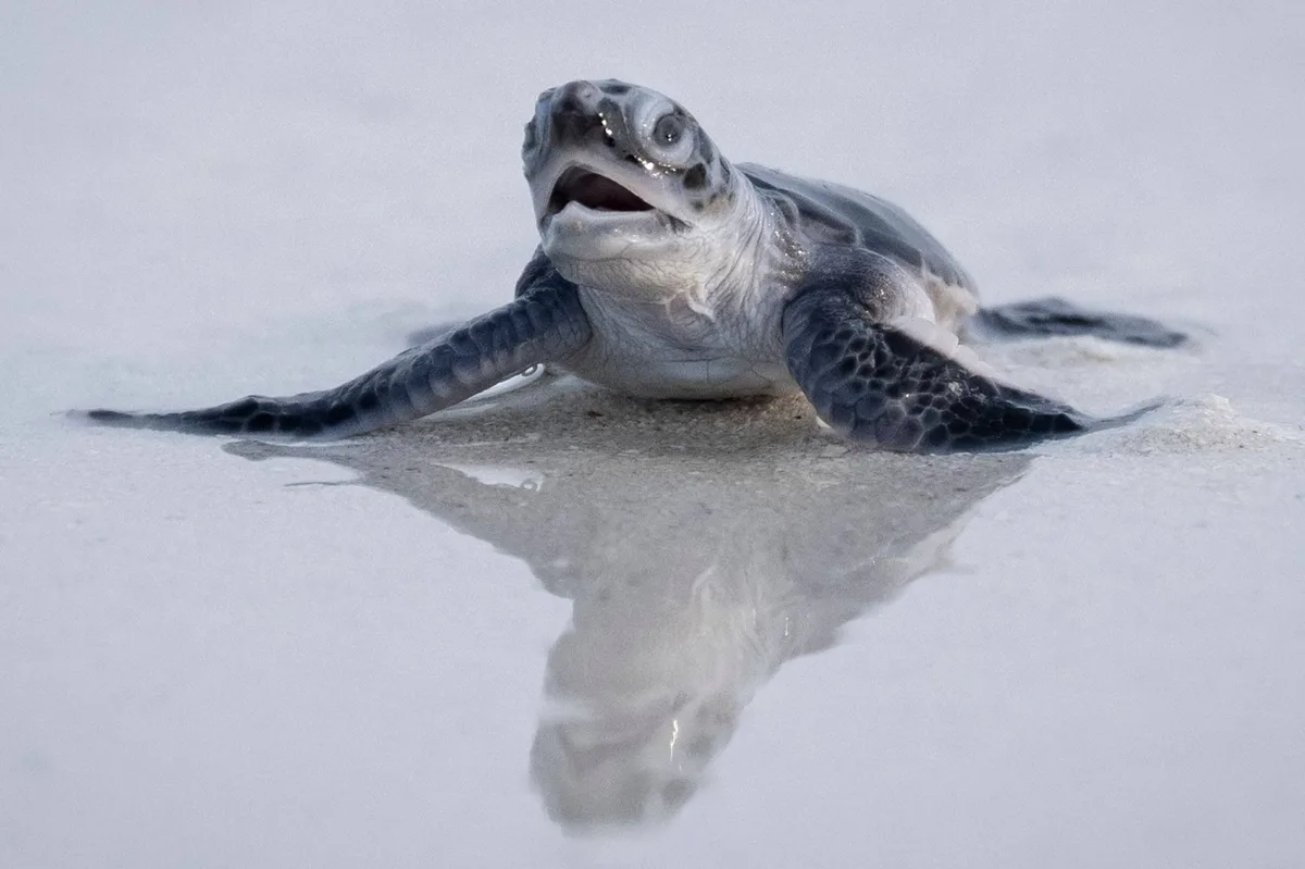 Green turtles buck trend of species decline, offering hope for conservationists