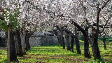 Das Revival der Mandelbäume in der Provence