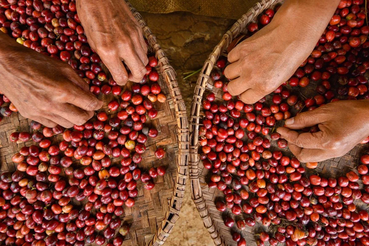 Quem está construindo o futuro do café no ES