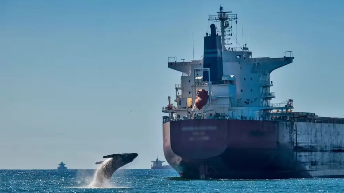 Pesquisa vai rastrear baleias-jubarte por satélite para evitar colisões com navios no ES
