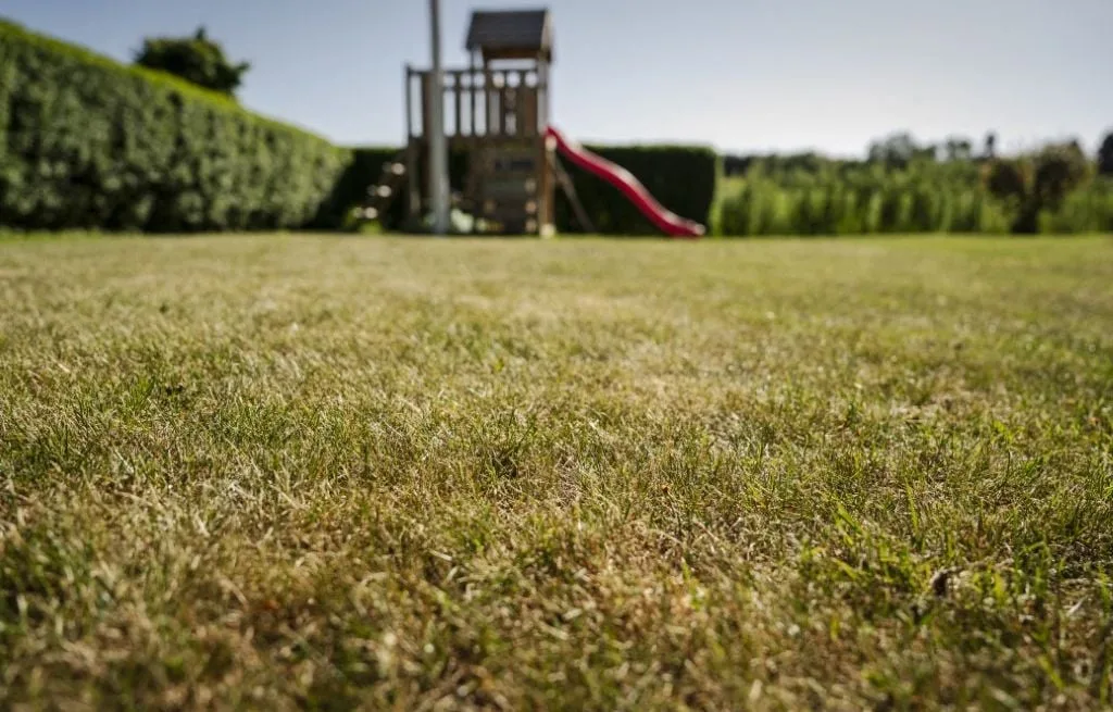 Sécheresse et canicule : « C’est le bon moment »… Comment retrouver un gazon bien vert après un été brûlant ?