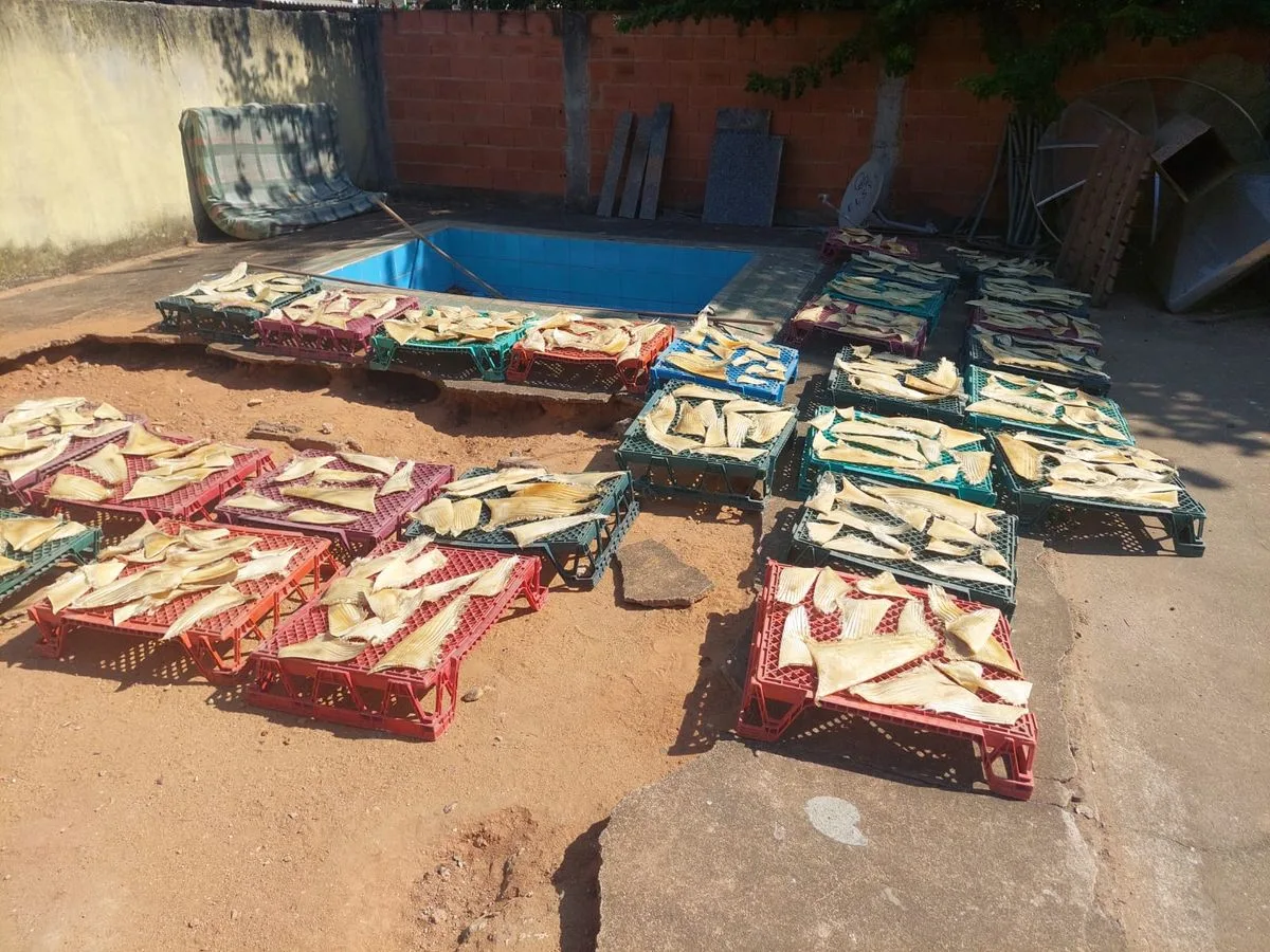 PF investiga pesca ilegal e contrabando de barbatanas de tubarão em Piúma