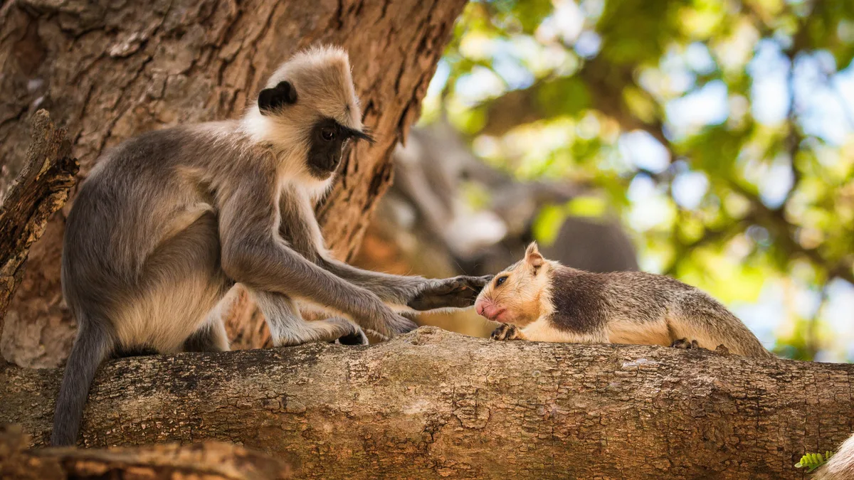 Además de los humanos, otros primates también disfrutan tener mascotas
