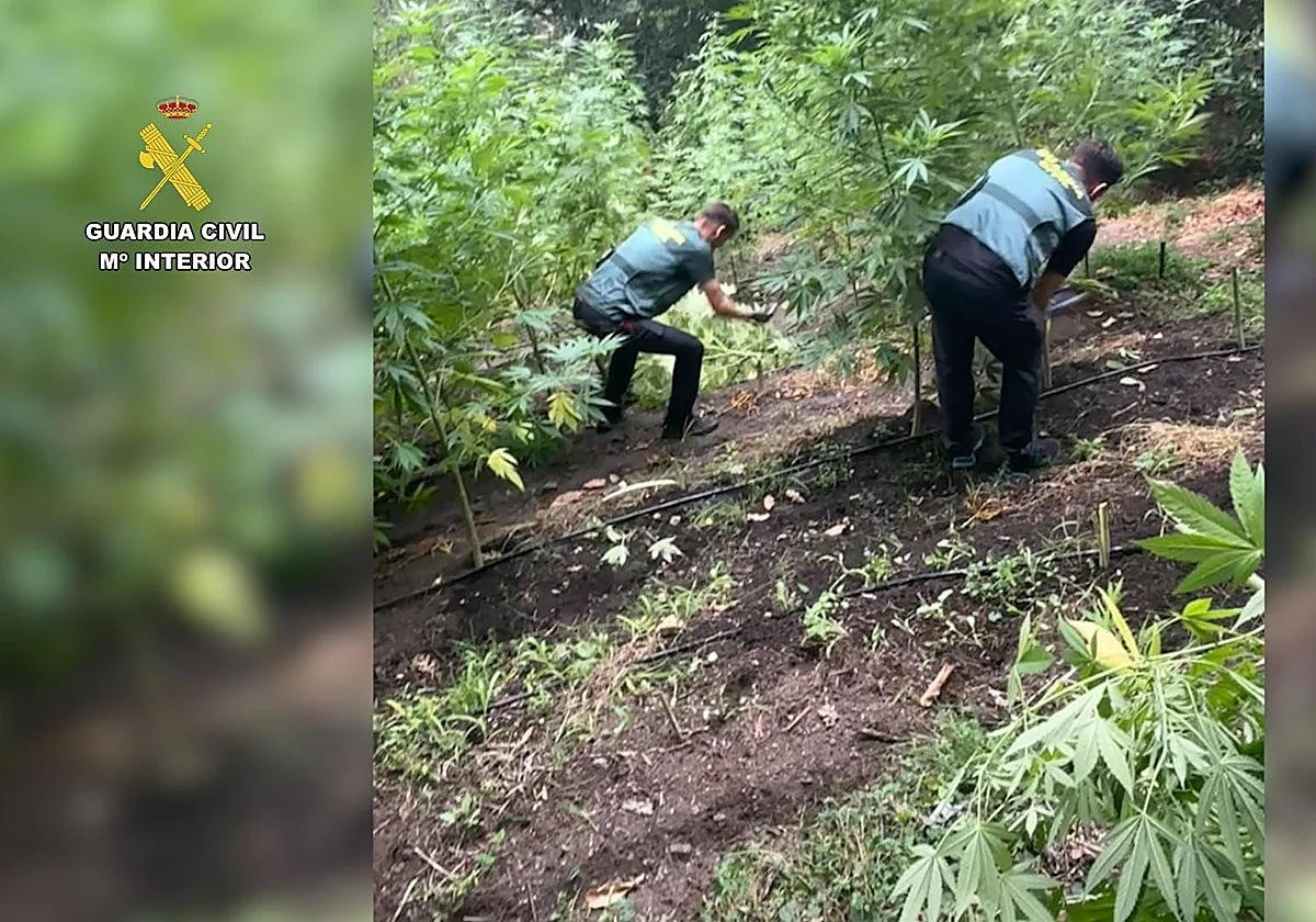 Intervenidas 243 plantas de cannabis en Negueira de Muñiz (Lugo)