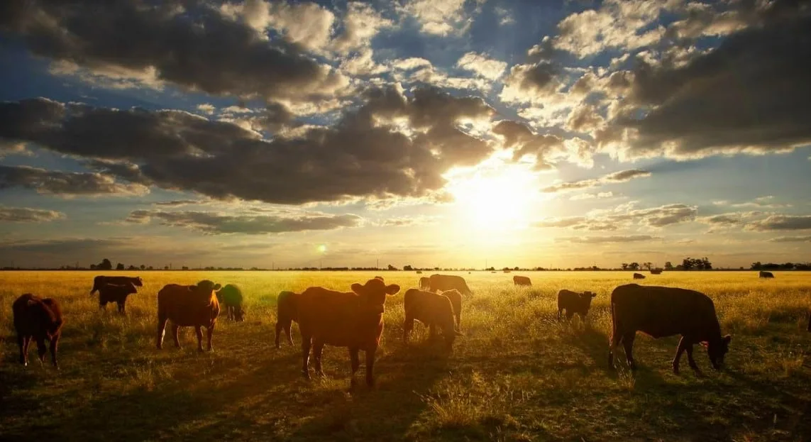 El Niño amenaza con encarecer alimentos en Colombia: ANIF alerta impacto sobre 19 % de la canasta