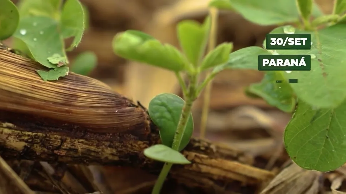 Início do plantio de soja marca fim do vazio sanitário no Brasil
