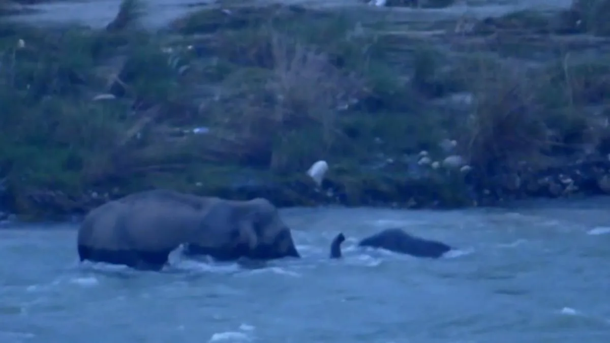 Mother elephant rescues month old calf from Kosi River in Ramnagar