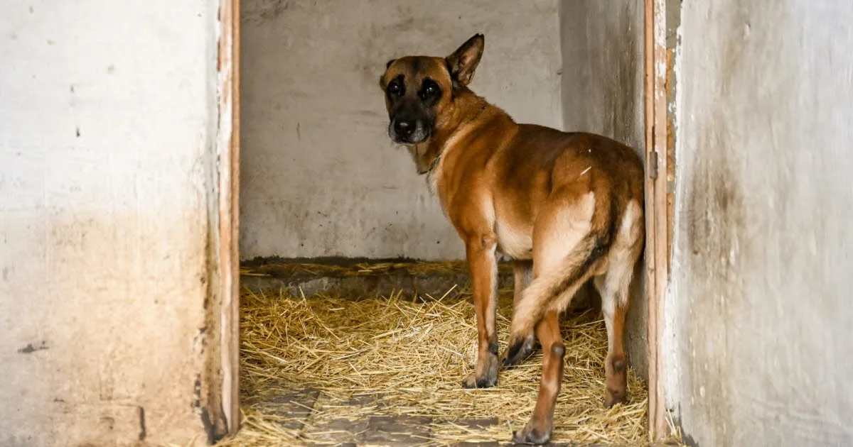 Landes. « Nous sommes sidérés » : il découvre sa mère morte, le corps déchiqueté par son chien