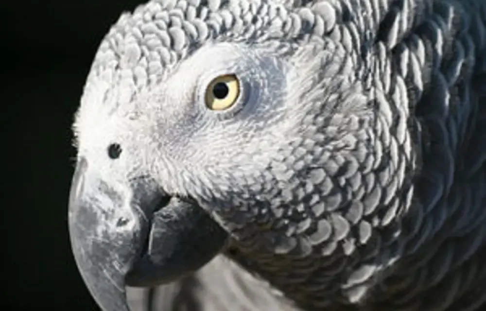 Suspected wildlife syndicate linked to 468 parrot eggs seized at OR Tambo