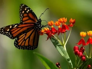 Biodiversité. Les pays n’atteindront pas leurs objectifs de protection de la nature, promis en 2022