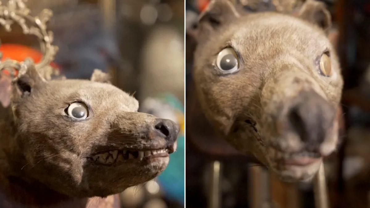 British collector snaps up rare Tasmanian tiger head for £62,000