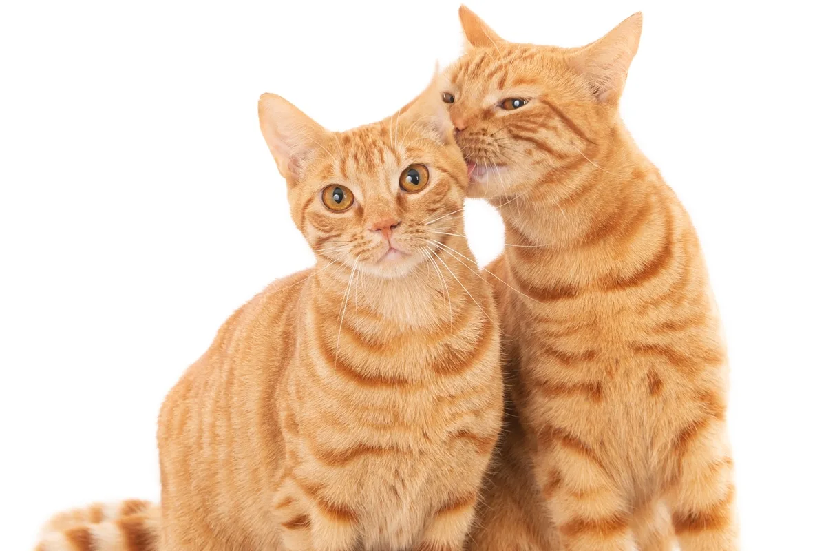 O penteador de gatos de Istambul (por Miguel Esteves Cardoso)
