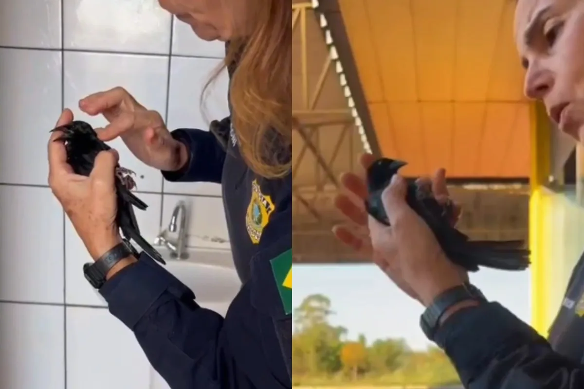 Policial improvisa ‘boca-bico’ e salva passarinho que estava sem respirar em MS; VÍDEO