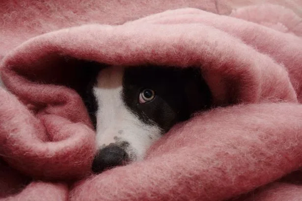 Vet says six-week workaround can 'desensitise' dogs to fireworks ahead of Bonfire Night