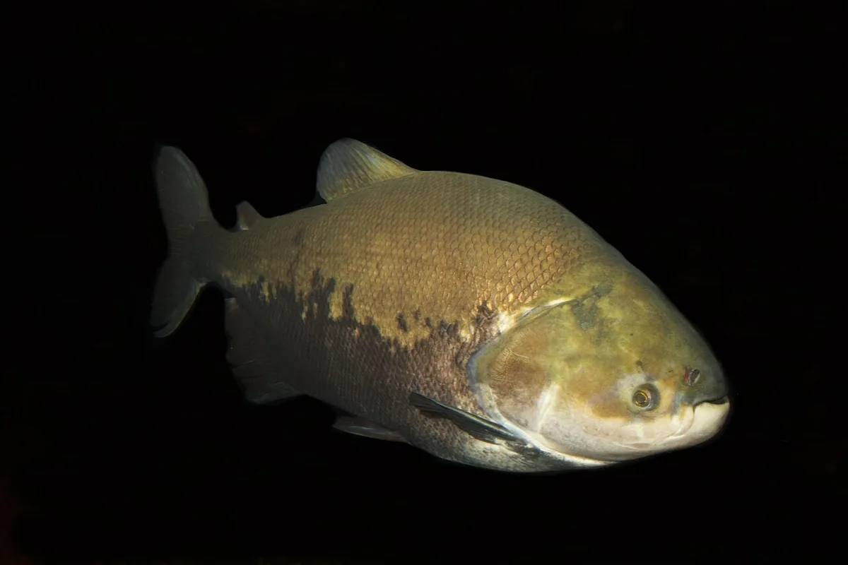 Os peixes revelam a Amazônia que as políticas ainda não enxergam