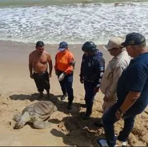 Hallan muerta tortuga marina en costas de Puerto Píritu