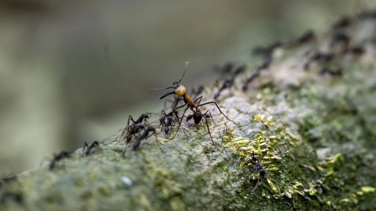 Naturphänomen: Wenn Ameisen gemeinsam in den Tod wandern