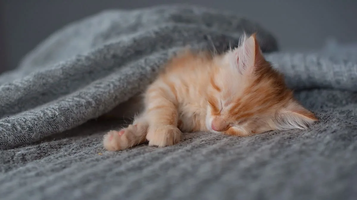 Tiergesundheit - Warum schnarcht meine Katze plötzlich?