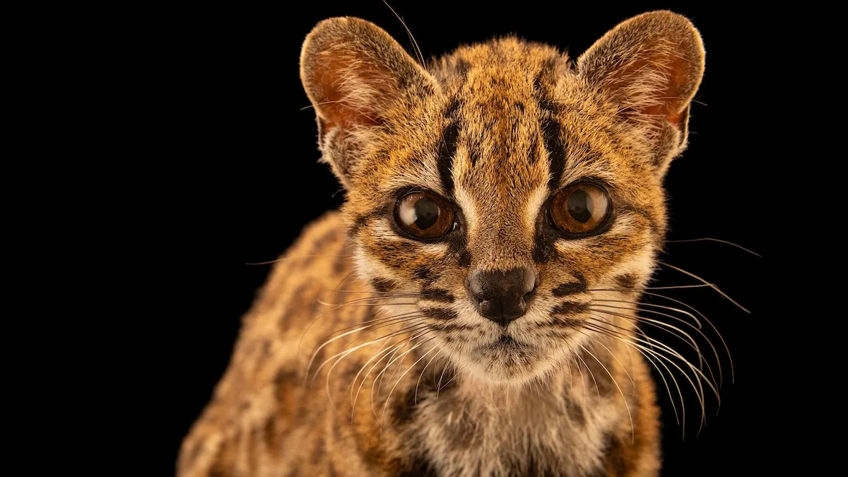 【動画】イエネコと思って拾った子ネコ、100年ぶりの新種だった