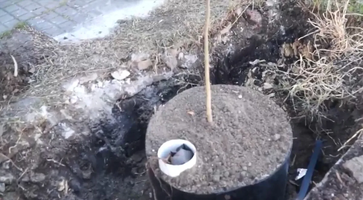 El departamento uruguayo Paysandú plantará 10.000 árboles para reducir el impacto del calor