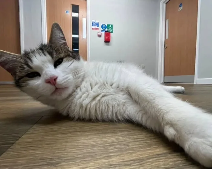 The pet I’ll never forget: Harold, the halls of residence cat, who looked after me when I first left home