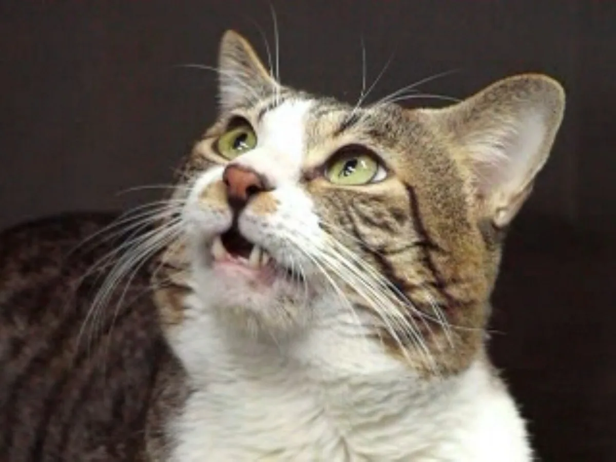 Mistério sobre rins de gatos é resolvido por novo estudo japonês