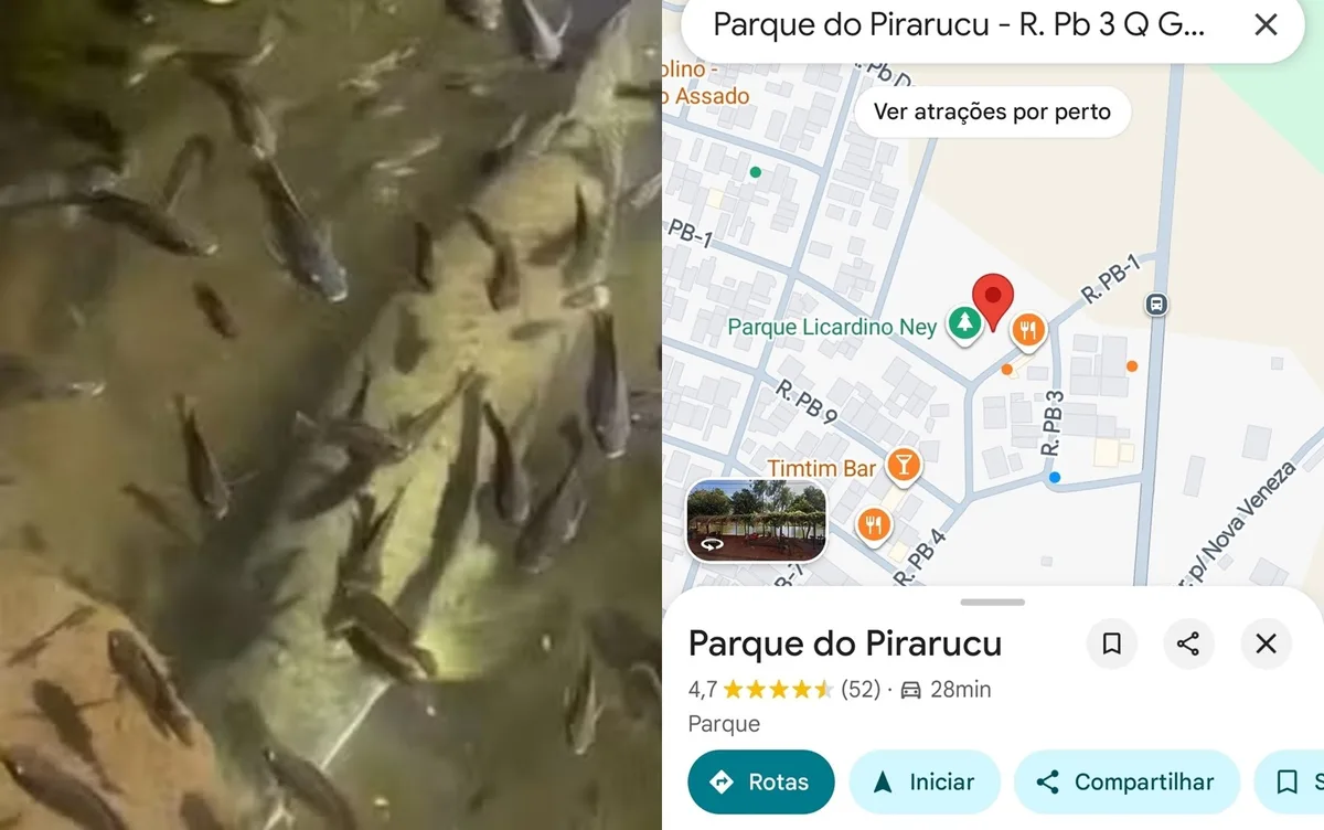 Pirarucu gigante vira atração e faz parque de Goiânia ganhar novo nome em mapas digitais