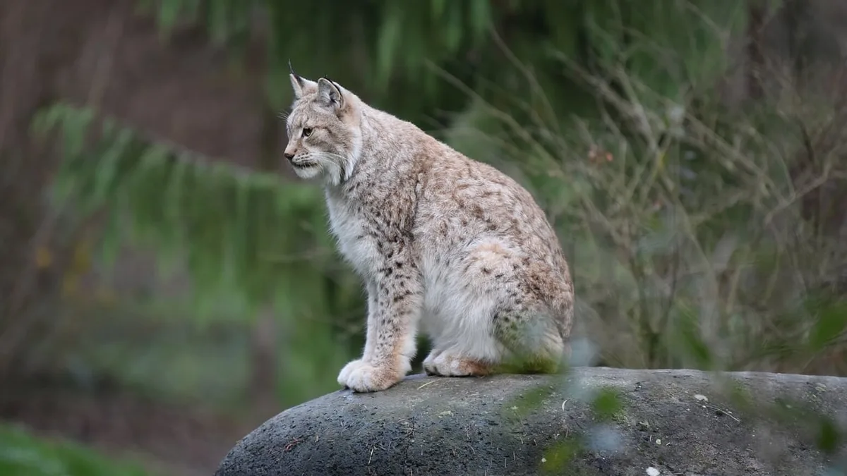 En España no solo existió el lince ibérico: hace un siglo vivió en nuestro país el mayor felino silvestre de Europa