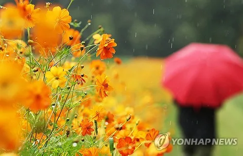 대구·경북 흐리고 5∼10mm 비…낮 기온은 24∼28도