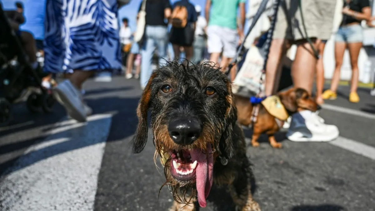 Hundebesitzer in Wien sollen beim Gassigehen mit „Flascherl“ Urin wegspülen