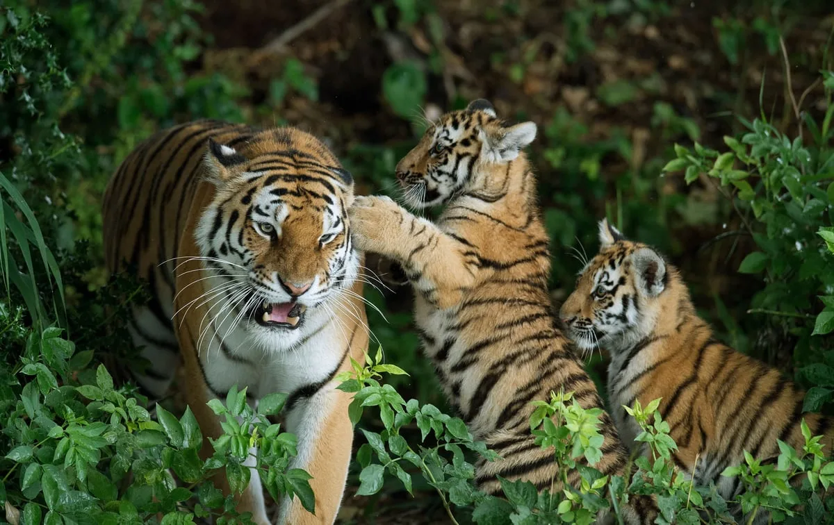 Yorkshire Wildlife Park to remain closed after man killed in tiger enclosure attack