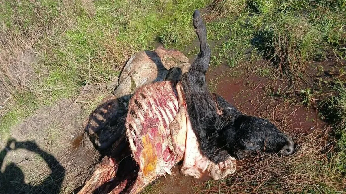 Un productor entrerriano sufrió el robo de 9 vacas por un valor de $20 millones y se queja de la inacción de la Justicia